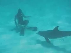 Sswimmig med en frisky dlophin